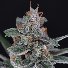 Tri-Whip Kush Auto > Pure Instinto